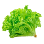 Alface