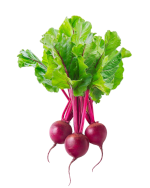 beterraba